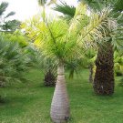Mix Colors Japan Bottle Palm Tree Bonsai Exotic Plants Bonsai Tree Tropical 10 PCS Seeds Mix Colors Japan Bottle Palm Tree Bonsai Exotic Plants Bonsai Tree Tropical 10 PCS Seeds