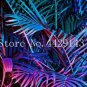 Mix Colors Japan Bottle Palm Tree Bonsai Exotic Plants Bonsai Tree Tropical 10 PCS Seeds