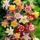 Mix Columbine Aquilegia Viridiflora Shade Perennial Flowers 50 PCS Seeds