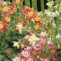 Mix Columbine Aquilegia Viridiflora Shade Perennial Flowers 50 PCS Seeds