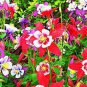 Mix Columbine Aquilegia Viridiflora Shade Perennial Flowers 50 PCS Seeds
