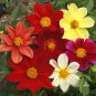 Mix Dahlia Hybrida Dwarf Dahlia Flowrs 30 PCS Seeds