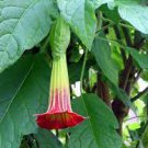 Mix Datura Flower Datura Bonsai Dwarf Brugmansia Suaveolens Flamenco 100 PCS Seeds