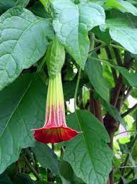Mix Datura Flower Datura Bonsai Dwarf Brugmansia Suaveolens Flamenco 100 PCS Seeds