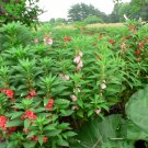 Mix Garden Balsam Impatiens Balsamina Flowers 20 PCS Seeds