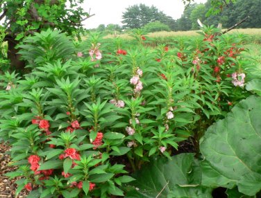Mix Garden Balsam Impatiens Balsamina Flowers 20 PCS Seeds