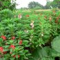 Mix Garden Balsam Impatiens Balsamina Flowers 20 PCS Seeds
