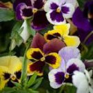 Mix Giant Pansy Seeds VIOLA WITTROCKIANA Long Blooming Flowers 50 PCS Seeds