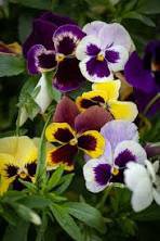 Mix Giant Pansy Seeds VIOLA WITTROCKIANA Long Blooming Flowers 50 PCS Seeds