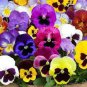 Mix Giant Pansy Seeds VIOLA WITTROCKIANA Long Blooming Flowers 50 PCS Seeds