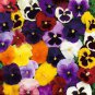 Mix Giant Pansy Seeds VIOLA WITTROCKIANA Long Blooming Flowers 50 PCS Seeds