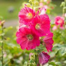 Mix Hollyhock Flowers Perennial Althaea Rosea Alcea Rosea 40 PCS Seeds