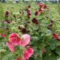 Mix Hollyhock Flowers Perennial Althaea Rosea Alcea Rosea 40 PCS Seeds