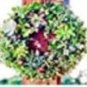 Mix Lithops Bonsai Living Stones Succulent Cactus Organic 100 PCS Seeds