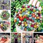 Mix Lithops Bonsai Living Stones Succulent Cactus Organic 100 PCS Seeds