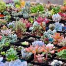 Mix Lithops Bonsai Living Stones Succulent Cactus Organic Garden 100 PCS Seeds