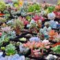 Mix Lithops Bonsai Living Stones Succulent Cactus Organic Garden 100 PCS Seeds