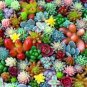 Mix Lithops Bonsai Living Stones Succulent Cactus Organic Garden 100 PCS Seeds