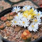 Mix Lithops Plants Mix Varieties Succulents Plants Living Stone 200 PCS Seeds Mix Lithops Plants Mix Varieties Succulents Plants Living Stone 200 PCS Seeds