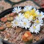 Mix Lithops Plants Mix Varieties Succulents Plants Living Stone 200 PCS Seeds