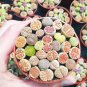 Mix Lithops Plants Mix Varieties Succulents Plants Living Stone 200 PCS Seeds