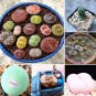 Mix Lithops Plants Mix Varieties Succulents Plants Living Stone 200 PCS Seeds