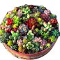 Mix lithops rare succulent Ass flower Pseudotruncatella Living Stone plant 100 PCS Seeds