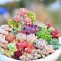 Mix lithops rare succulent Ass flower Pseudotruncatella Living Stone plant 100 PCS Seeds