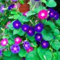 Mix Morning Glory Ipomoea Nil Climbing Vines 20 PCS Seeds