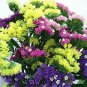 Mix Midnight Statice Limonium sinuata 30 PCS Seeds