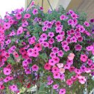 Mix Petunia Splendid in hanging baskets and containers 120 PCS Seeds Mix Petunia Splendid in hanging baskets and containers 120 PCS Seeds