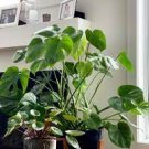 Mix Philodendron Bonsai, Vine Leaf, Indoor Plants 100 PCS Seeds Mix Philodendron Bonsai, Vine Leaf, Indoor Plants 100 PCS Seeds