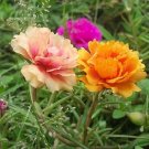 Mix PORTULACA Grandiflora MOSS ROSE Flower 100 PCS Seeds