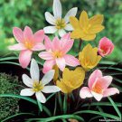 Mix Rain Lily Flowering Seeds Beautiful Bright Colors Vigorous 200 PCS Seeds
