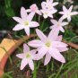 Mix Rain Lily Flowering Seeds Beautiful Bright Colors Vigorous 200 PCS Seeds