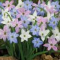 Mix Rain Lily Flowering Seeds Beautiful Bright Colors Vigorous 200 PCS Seeds