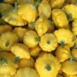 Mix Scalloped Patty Pan UFO Squash 8 PCS Seeds