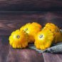 Mix Scalloped Patty Pan UFO Squash 8 PCS Seeds