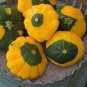 Mix Scalloped Patty Pan UFO Squash 8 PCS Seeds