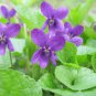 Mix Violet Perennial Plants Flower 30 PCS Seeds