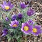 Mix Violet Perennial Plants Flower 30 PCS Seeds