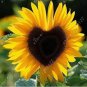 Mixed 10 Colors Sunflowers 40 PCS Seeds