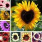 Mixed 10 Colors Sunflowers 40 PCS Seeds