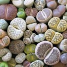Mixed 10 Types of Lithops Succulent 10 PCS Seeds