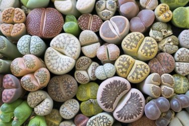 Mixed 10 Types of Lithops Succulent 10 PCS Seeds