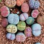 Mixed 10 Types of Lithops Succulent 10 PCS Seeds