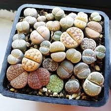 Mixed 10 Types of Lithops varieties living stones succulent bonsai 10 ...