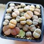Mixed 10 Types of Lithops varieties living stones succulent bonsai 10 PCS Seeds