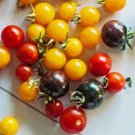 Mixed 10 Varieties of Colorful Cherry Tomato 100 PCS Seeds