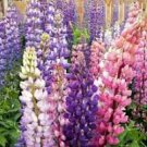 Mixed 12 Types of Russell Lupine Dull Ice Flowers 20 PCS Seeds